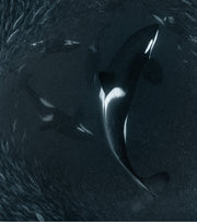 World Ocean Day