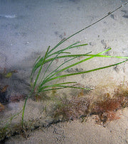 Project Seagrass: Underwater Update #1