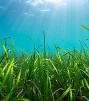 Underwater Update | Spring 2021