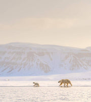 Bears In The Blue Pt. 2