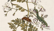 Maria Sibylla Merian