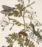 Maria Sibylla Merian