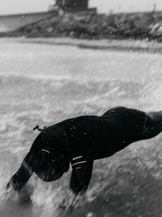Nieuwland 2mm Yulex® Back Zip Langarm-Shorty-Wetsuit für Herren